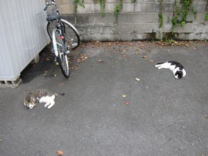 猫の昼寝