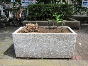 歩道の上に植えられた植物