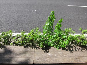 歩道と道路の間の隙間に生える雑草